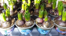 pot  hyacinths