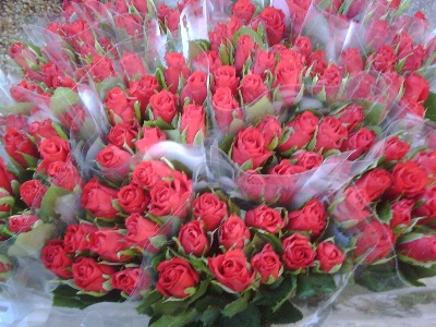 red roses