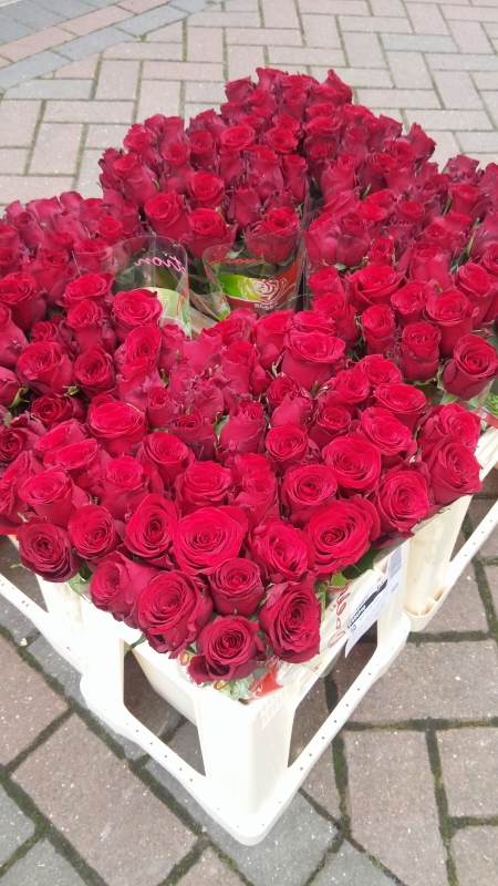 red roses