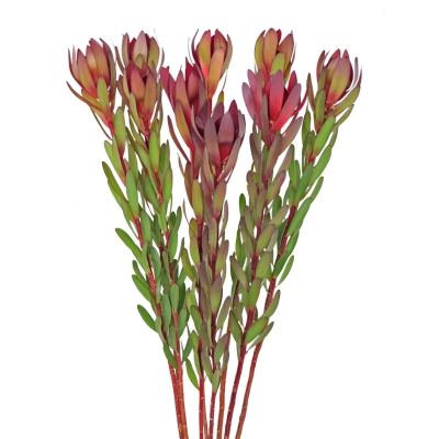 leucadendron safari sunset