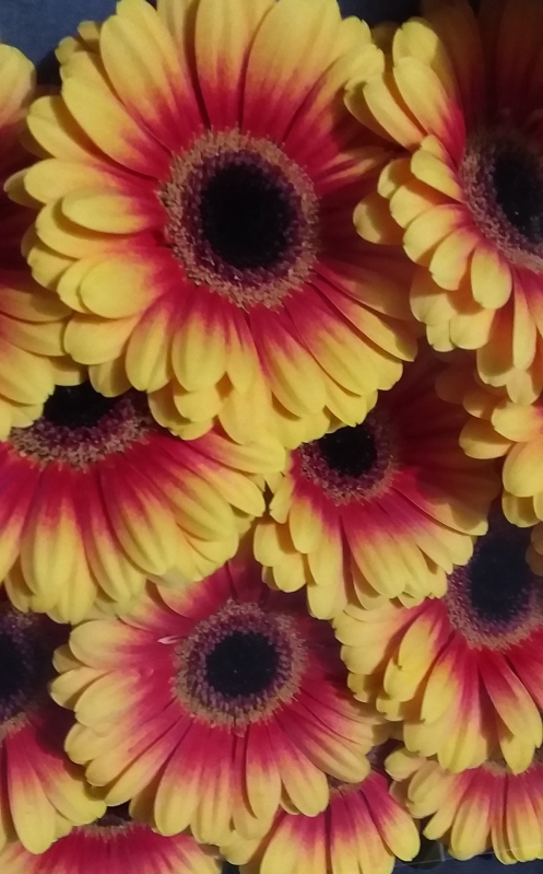 gerbera mini