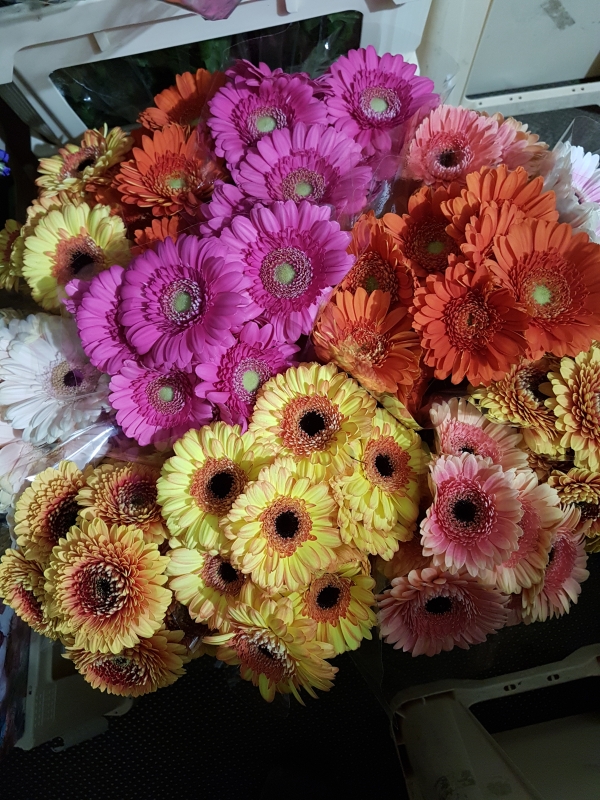 gerbera mini