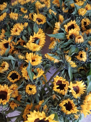 British sunflowers