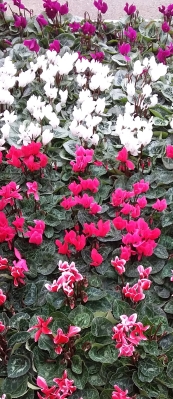 British cyclamen plants