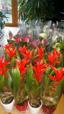 guzmania