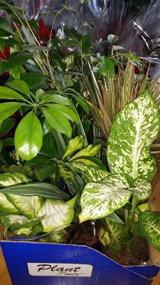 houseplants green