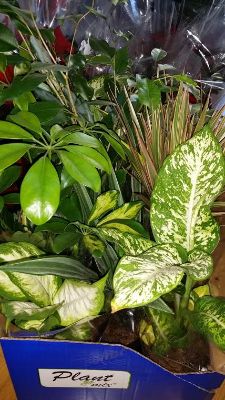 houseplants green