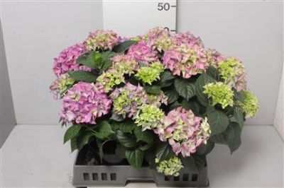 hydrangea pink