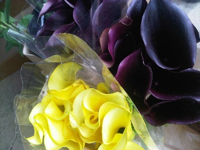 assorted calla