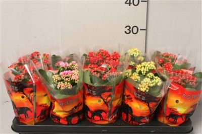 kalanchoe mix