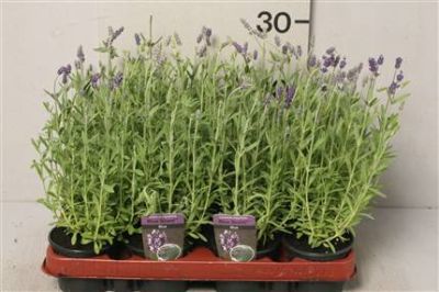 lavender augustifolia