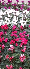 British cyclamen plants