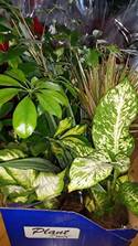 houseplants green