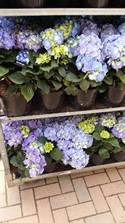 hydrangea blue