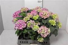 hydrangea pink