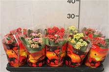 kalanchoe mix