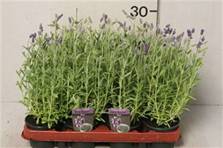 lavender augustifolia