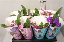 streptocarpus