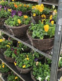 viola hanging baskets