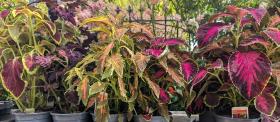 coleus assorted