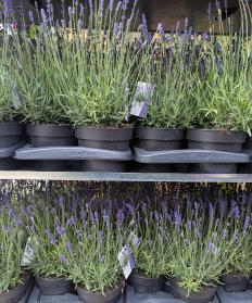 english lavender