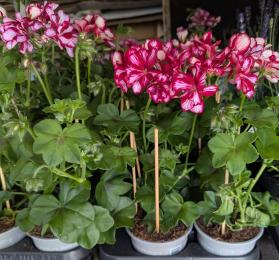 pelargoniam trailing