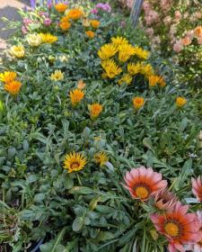 gazania assorted