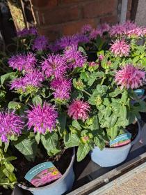 monarda